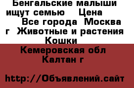 Бенгальские малыши ищут семью) › Цена ­ 5 500 - Все города, Москва г. Животные и растения » Кошки   . Кемеровская обл.,Калтан г.